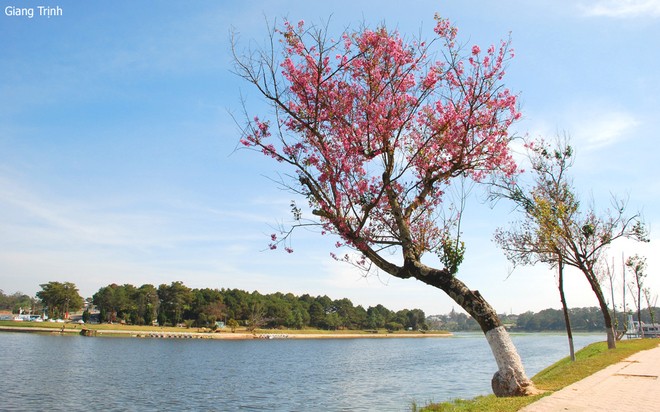 Trees in full bloom in Da Lat City - ảnh 3